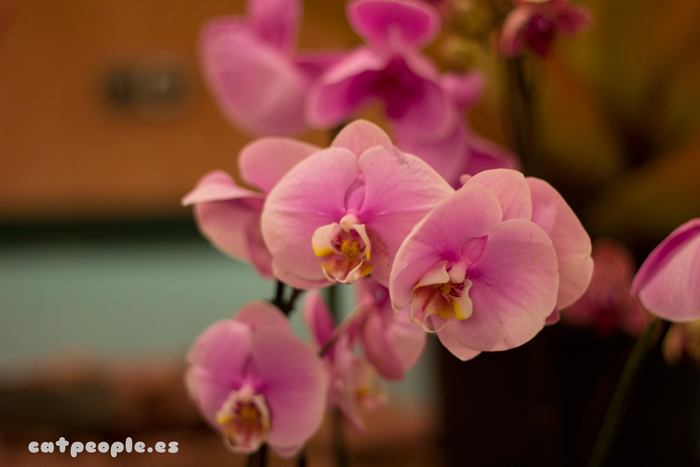 Más orquídeas rosas