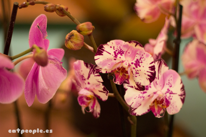Orquídeas con manchitas